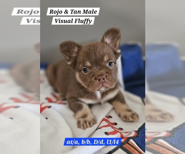Medium Photo #7  Breeder Profile in DEVINE, TX, USA