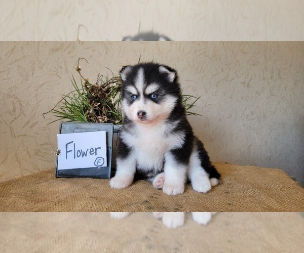 Medium Photo #1  Breeder Profile in BELLEVUE, IA, USA