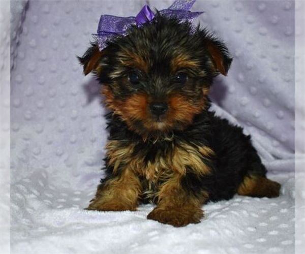 Medium Photo #11  Breeder Profile in STUART, FL, USA