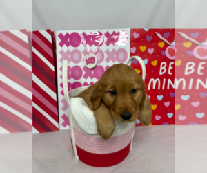 Golden Retriever Dog Breeder near ORLANDO, FL, USA