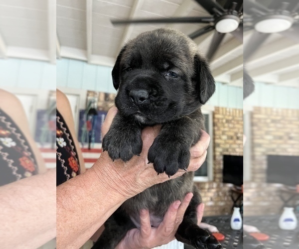 Medium Photo #2  Breeder Profile in WOODSTOCK, GA, USA