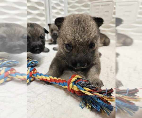 Medium Photo #21  Breeder Profile in GRAND LEDGE, MI, USA