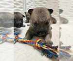 Small #20 Breeder Profile image