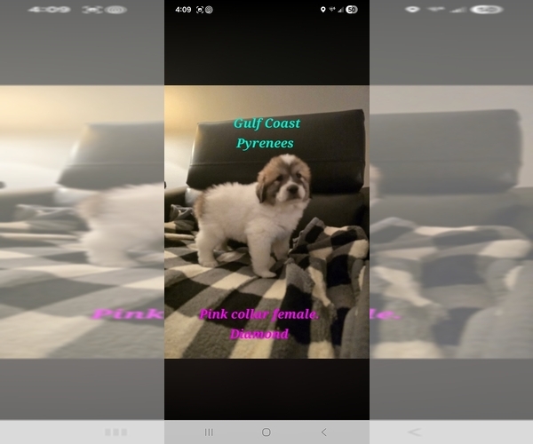 Medium Photo #2  Breeder Profile in BAY SAINT LOUIS, MS, USA