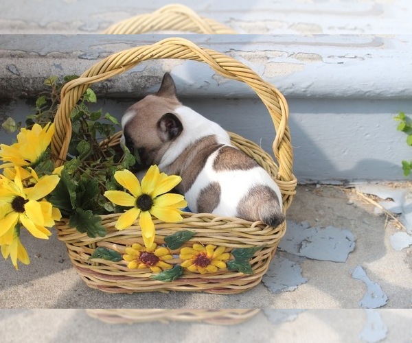 Medium Photo #1  Breeder Profile in LIMESTONE, TN, USA