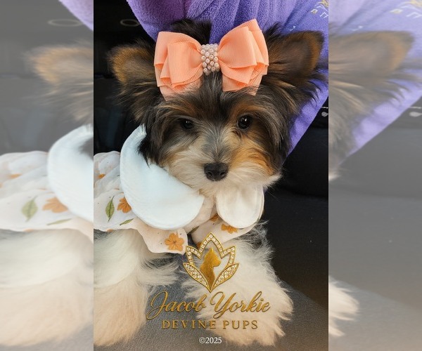 Medium Photo #32  Breeder Profile in TEMPE, AZ, USA