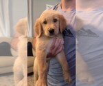 Small #17 Breeder Profile image