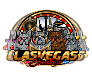 Main photo of American Bully Dog Breeder near LAS VEGAS, NV, USA