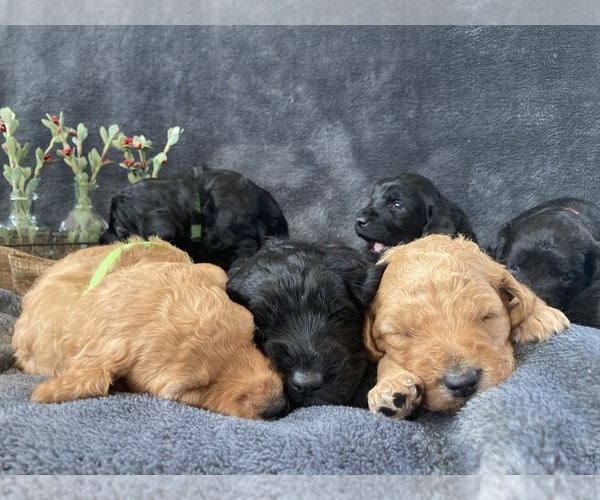 Medium Photo #1  Breeder Profile in HELENA, MT, USA