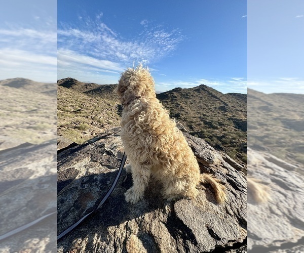 Medium Photo #1  Breeder Profile in TOLLESON, AZ, USA
