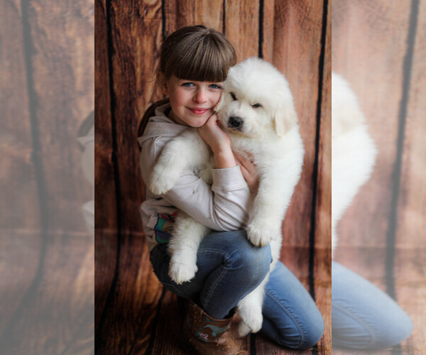Medium Photo #102  Breeder Profile in POWDER SPRINGS, GA, USA