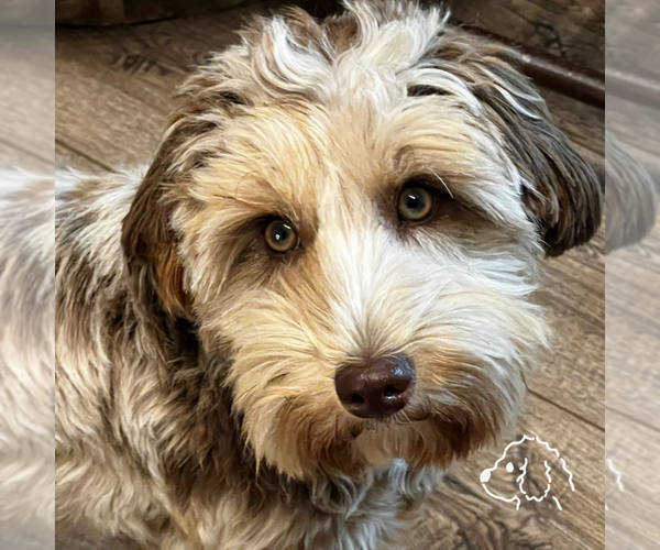 Medium Photo #19  Breeder Profile in SHIOCTON, WI, USA