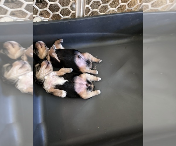 Medium Photo #14  Breeder Profile in CAULFIELD, MO, USA