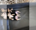 Small #13 Breeder Profile image