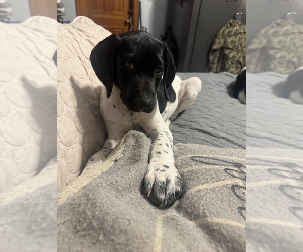 Medium Photo #3  Breeder Profile in CEDARBLUFF, MS, USA