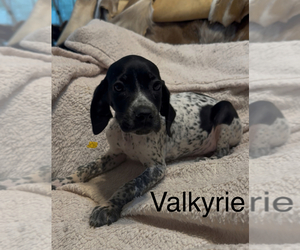 German Shorthaired Pointer Dog Breeder near SUMTER, SC, USA