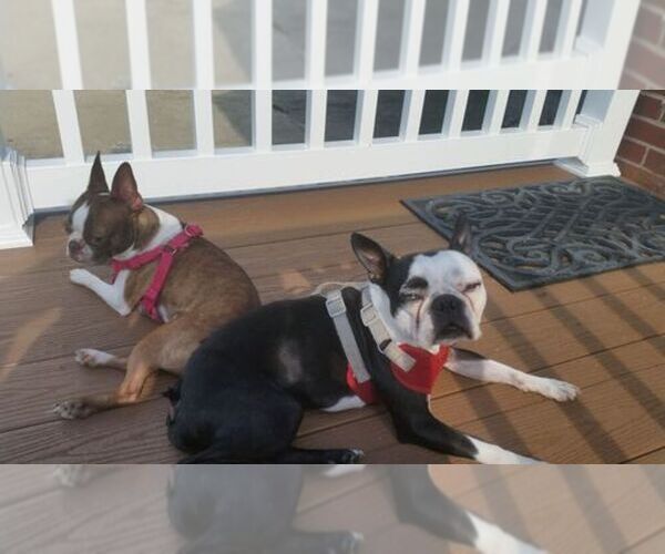 Medium Photo #1  Breeder Profile in HAVRE DE GRACE, MD, USA