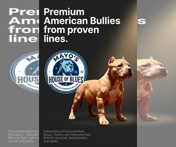 Medium Photo #6  Breeder Profile in FORT MITCHELL, AL, USA