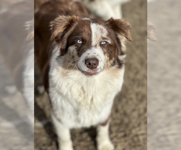 Medium Photo #24  Breeder Profile in BETHANY, CT, USA