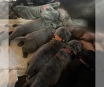 Small #17 Breeder Profile image