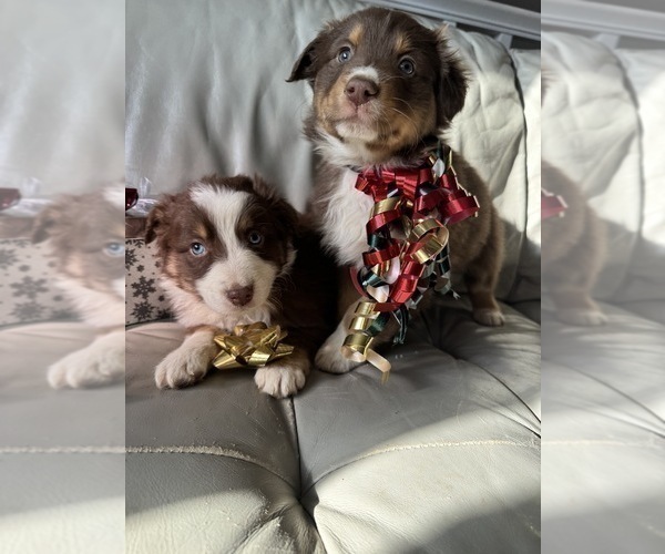 Medium Photo #47  Breeder Profile in HARRISON, OH, USA