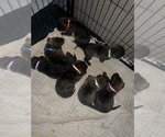 Small #1 Breeder Profile image