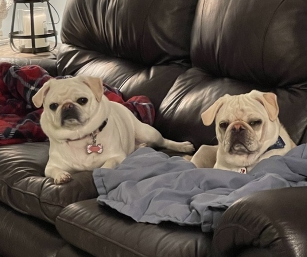 Medium Photo #1  Breeder Profile in MACOMB TOWNSHIP, MI, USA