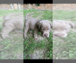 Small Photo #20  Breeder Profile in VALLEY CITY, OH, USA