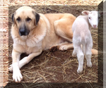 Small Photo #1  Breeder Profile in RUTHERFORDTON, NC, USA