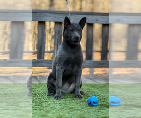 Medium Photo #11  Breeder Profile in POTSDAM, NY, USA