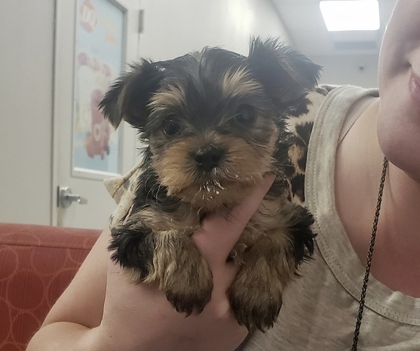 Medium Photo #1  Breeder Profile in LAKELAND, FL, USA
