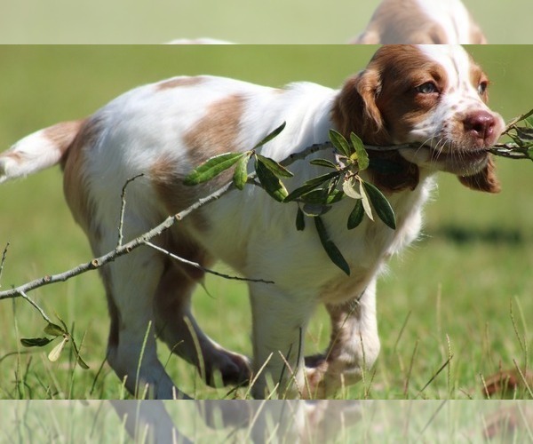 Medium Photo #31  Breeder Profile in HORTENSE, GA, USA
