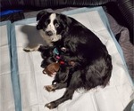 Small #3 Breeder Profile image