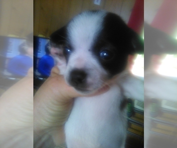 Medium Photo #1  Breeder Profile in SHALLOTTE, NC, USA