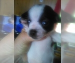Small breeder photo