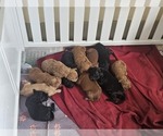 Small #2 Breeder Profile image