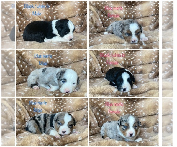 Medium Photo #1  Breeder Profile in COLDSPRING, TX, USA