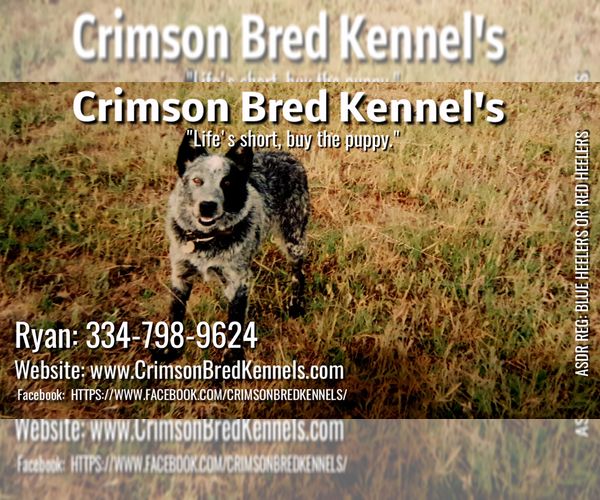 Medium Photo #2  Breeder Profile in DOTHAN, AL, USA