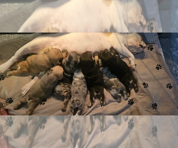 Medium Photo #58  Breeder Profile in CHINO HILLS, CA, USA