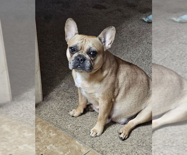 Medium Photo #6  Breeder Profile in LEXINGTON, KY, USA