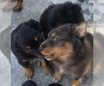 Small #50 Breeder Profile image