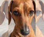 Small #1 Breeder Profile image