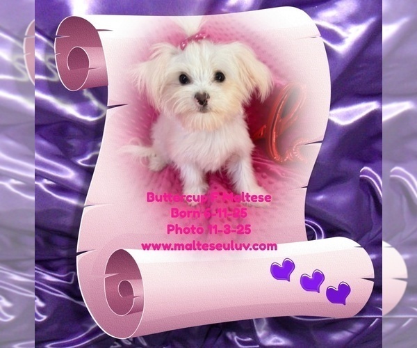 Medium Photo #2  Breeder Profile in SILVERHILL, AL, USA