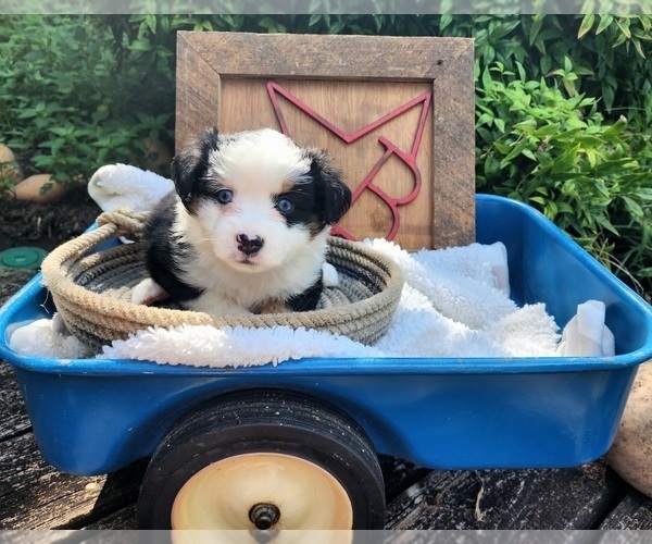 Medium Photo #1  Breeder Profile in RUSSELLVILLE, AL, USA