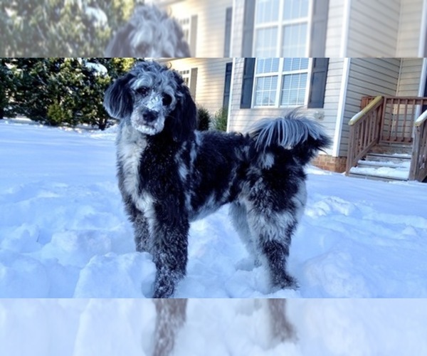 Medium Photo #1  Breeder Profile in FRIENDSHIP, NC, USA