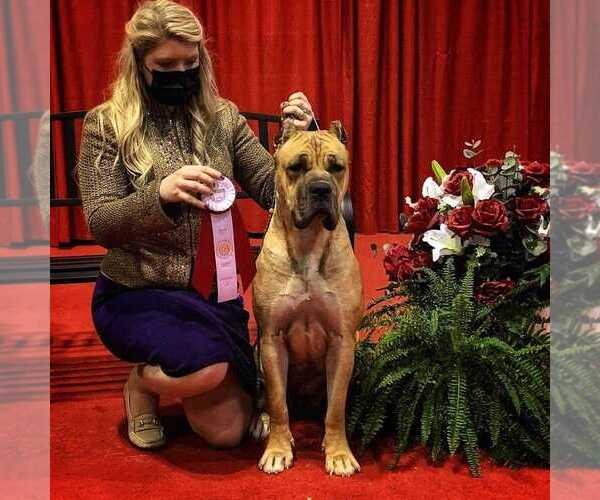 Medium Photo #3  Breeder Profile in BEAVERDAM, VA, USA