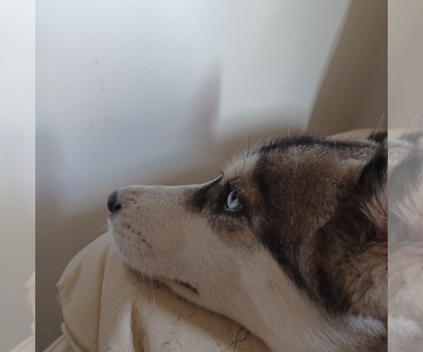 Medium Photo #14  Breeder Profile in EDMORE, MI, USA