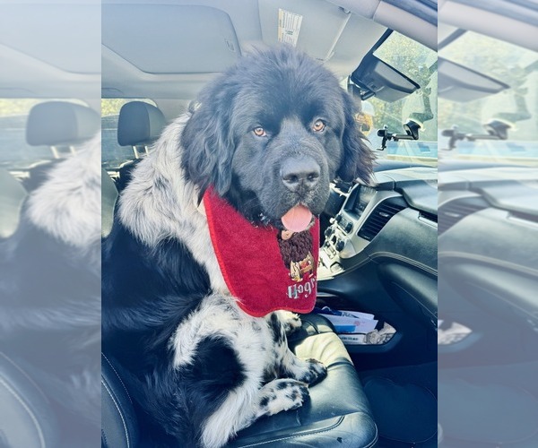 Medium Photo #1  Breeder Profile in LEBANON, TN, USA