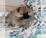 Small #12 Breeder Profile image