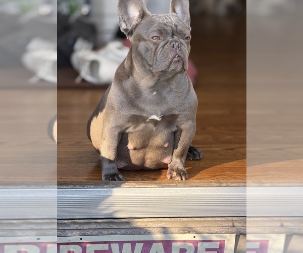 Medium Photo #18  Breeder Profile in BRIDGEWATER, MA, USA
